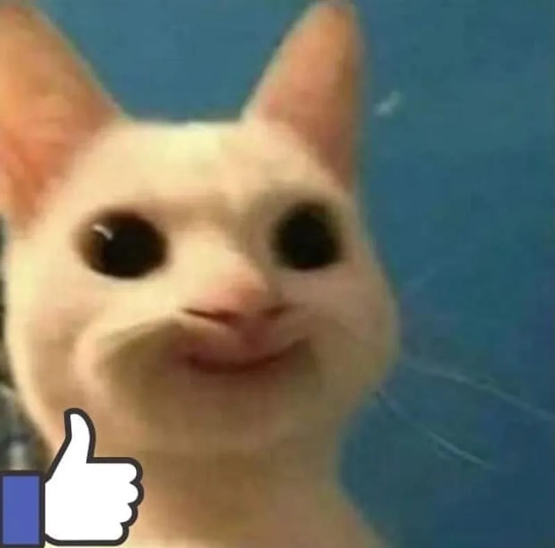 Thả tim ngay với bộ sưu tập meme mèo thả like cực chất