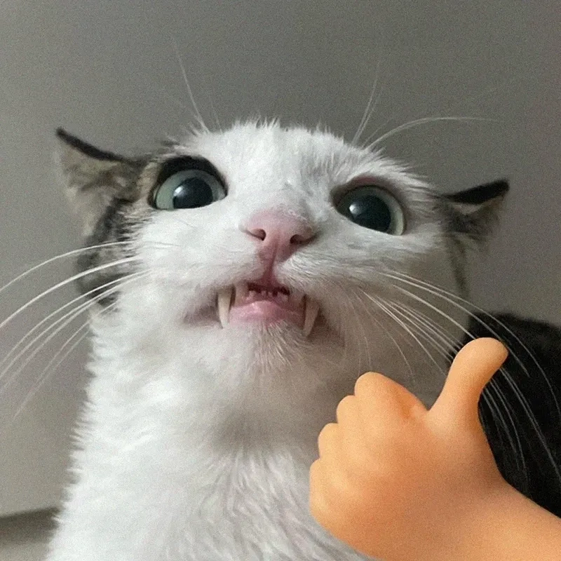 Lan tỏa niềm vui bằng cute meme mèo like cho bạn bè