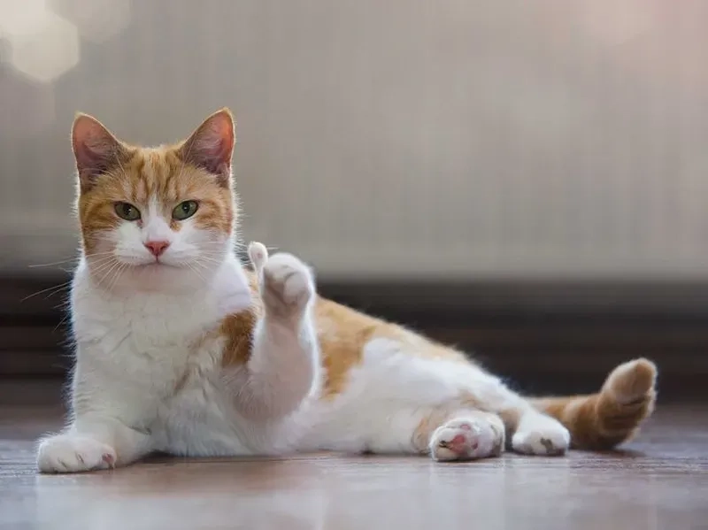 Hình ảnh meme mèo giơ like bá đạo hút triệu lượt xem