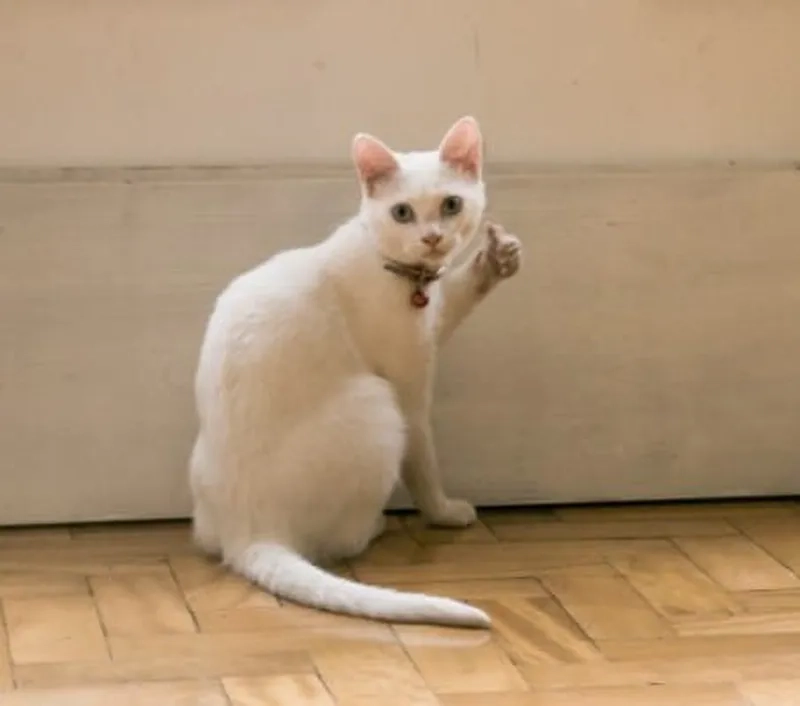 Khám phá sự đáng yêu từ meme cat like dễ thương cực đỉnh