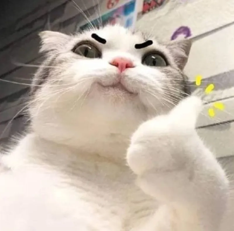 Bộ sưu tập cat like meme hài hước khiến bạn cười cả ngày