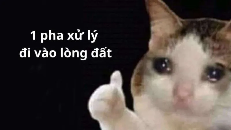 Trend hot không thể bỏ lỡ cùng meme con mèo like cực chất