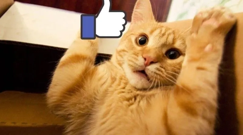 Thoải mái thả cảm xúc với meme mèo thả like độc lạ