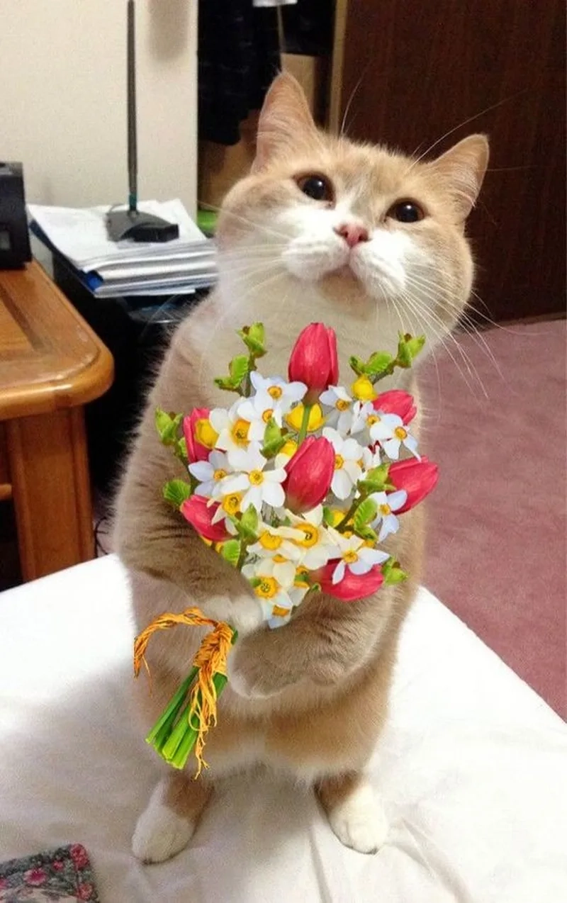 Săn ngay mèo meme tặng hoa để thả thính cực đỉnh
