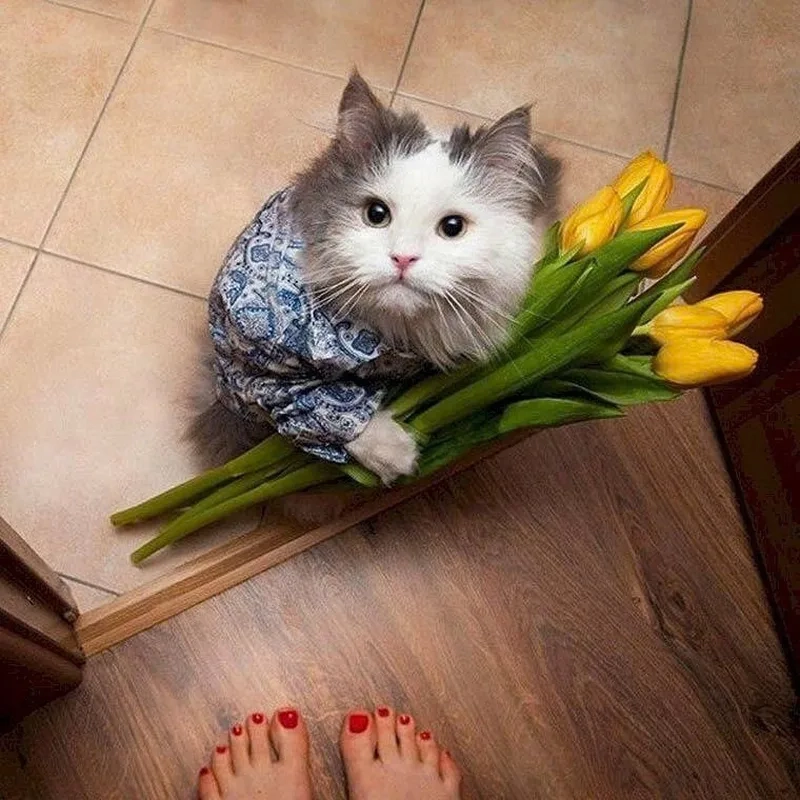 Khám phá meme mèo tặng hoa hồng lãng mạn và dễ thương
