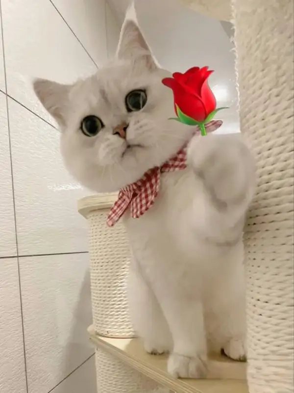 Top trend meme tặng hoa mèo đang phủ sóng khắp nơi