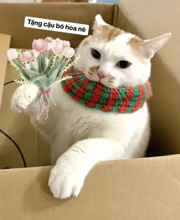 Bộ sưu tập meme mèo tặng bông khiến dân mạng phát sốt