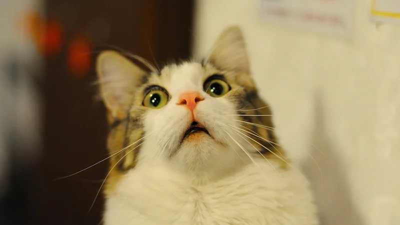 Giải trí cuối tuần cùng vô tri meme mèo