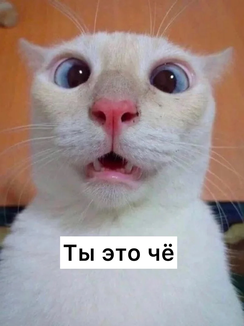 Thêm màu sắc vui nhộn cho chat với ảnh mèo vô tri meme