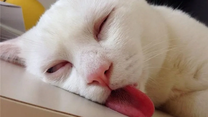 Avatar hài hước dễ thương với avatar vô tri mèo meme