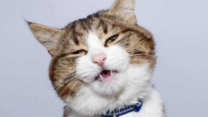 Khám phá thế giới meme meme avatar vô tri mèo
