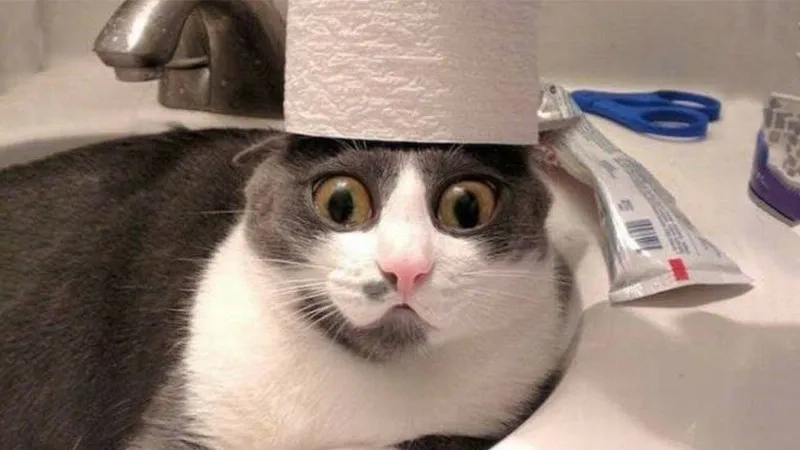 Chia sẻ ngay hình hình ảnh meme mèo vô tri