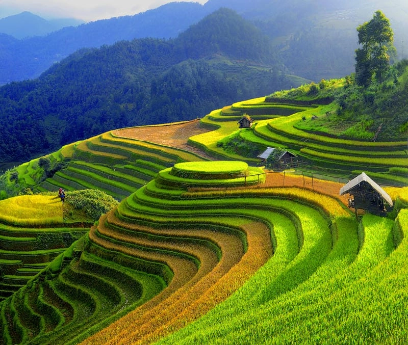 Đắm mình trong Mù Cang Chải mùa lúa chín