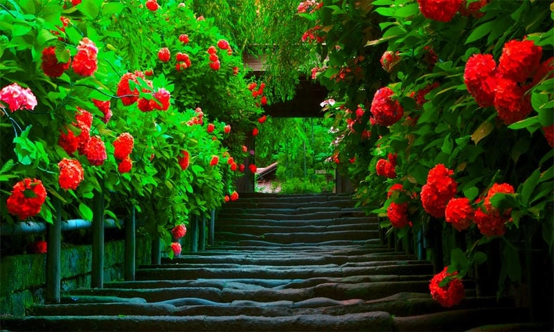 Tải ngay nature wallpaper pc