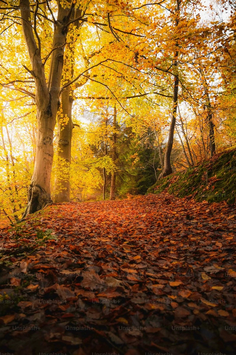 Lạc lối trong nature wallpaper forest