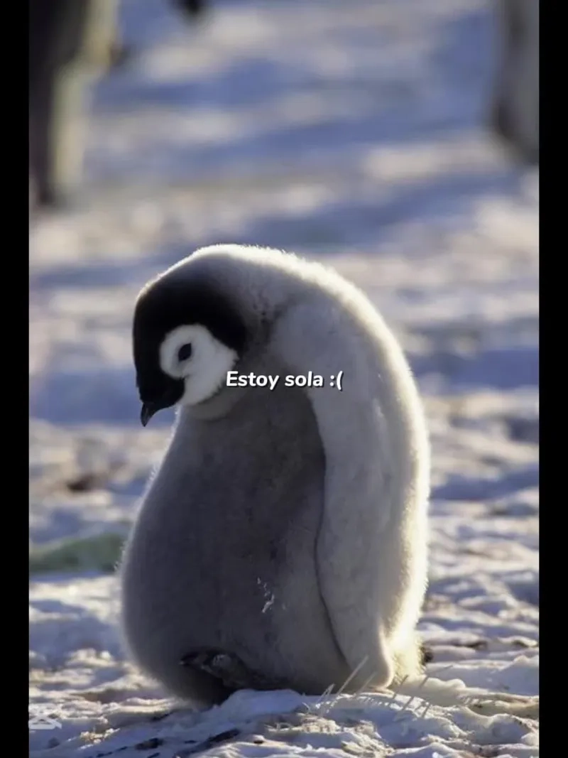 Penguin meme là gì?
