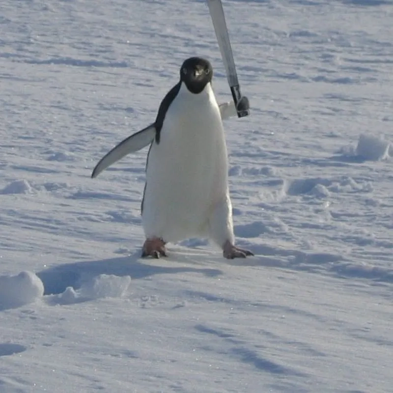 Chia sẻ nỗi buồn của bạn qua sad penguin meme
