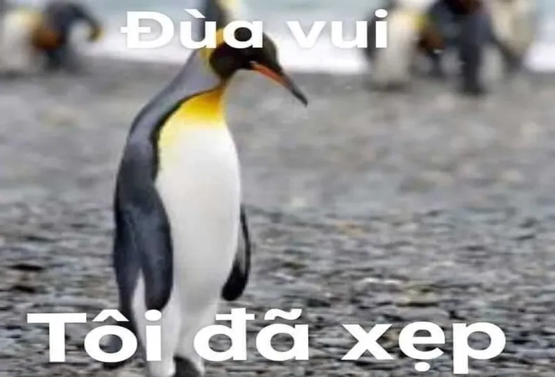 Meme vui nhộn không thể bỏ lỡ chính là rico penguin meme