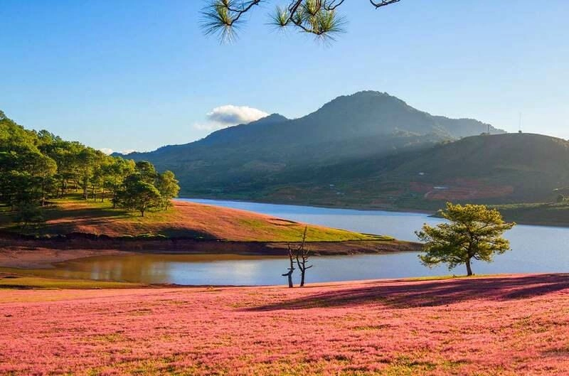 Cùng du ngoạn phong cảnh Đà Lạt 4k