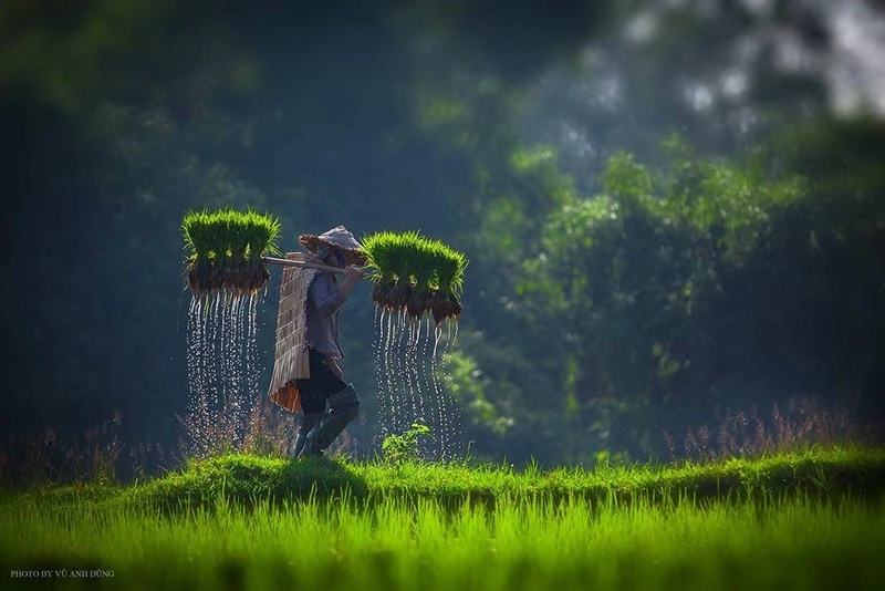 Đắm mình trong phong cảnh làng quê thơ mộng
