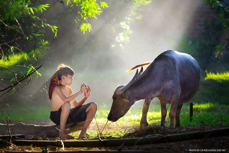 Săn những bức phong cảnh làng quê Việt Nam