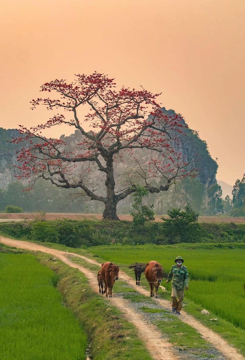 Ngắm nhìn phong cảnh làng quê bình dị