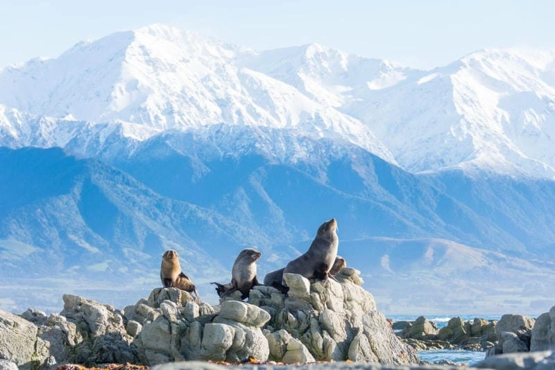 Ngắm nhìn phong cảnh New Zealand lãng mạn