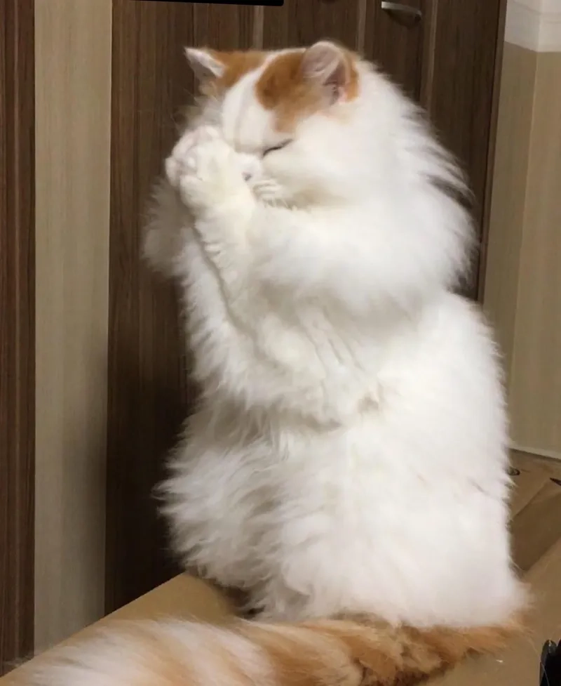 Cộng đồng chia sẻ rầm rộ với cat praying meme cực dễ thương