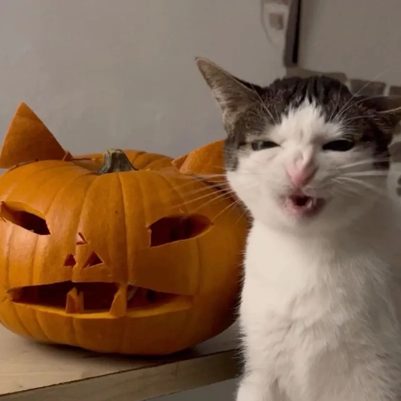 Đón Halloween thật chill với halloween pumpkin meme sáng tạo