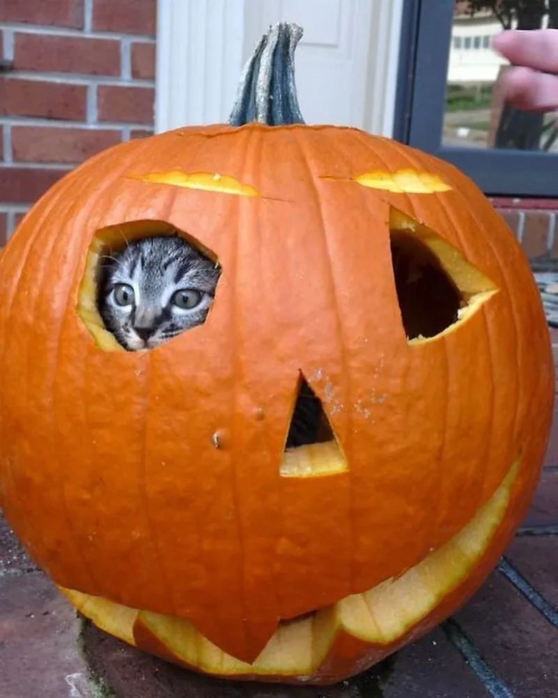 Fan latte chắc sẽ thích ngay pumpkin spice meme hot trend