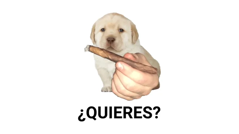 Quieres meme là gì?