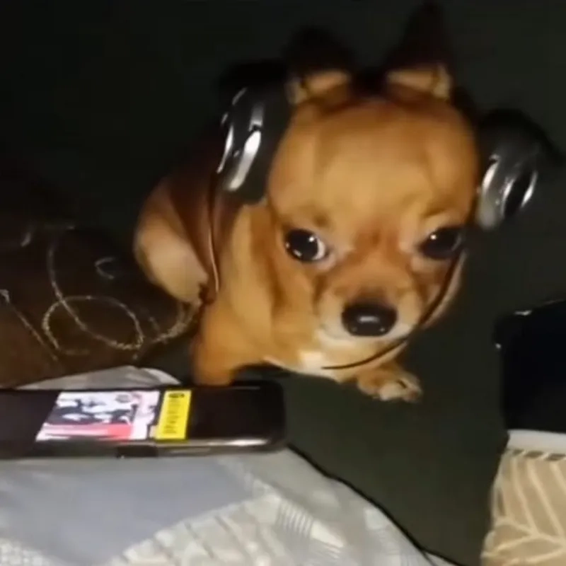 Hài hước không lối thoát với quieres monkey meme