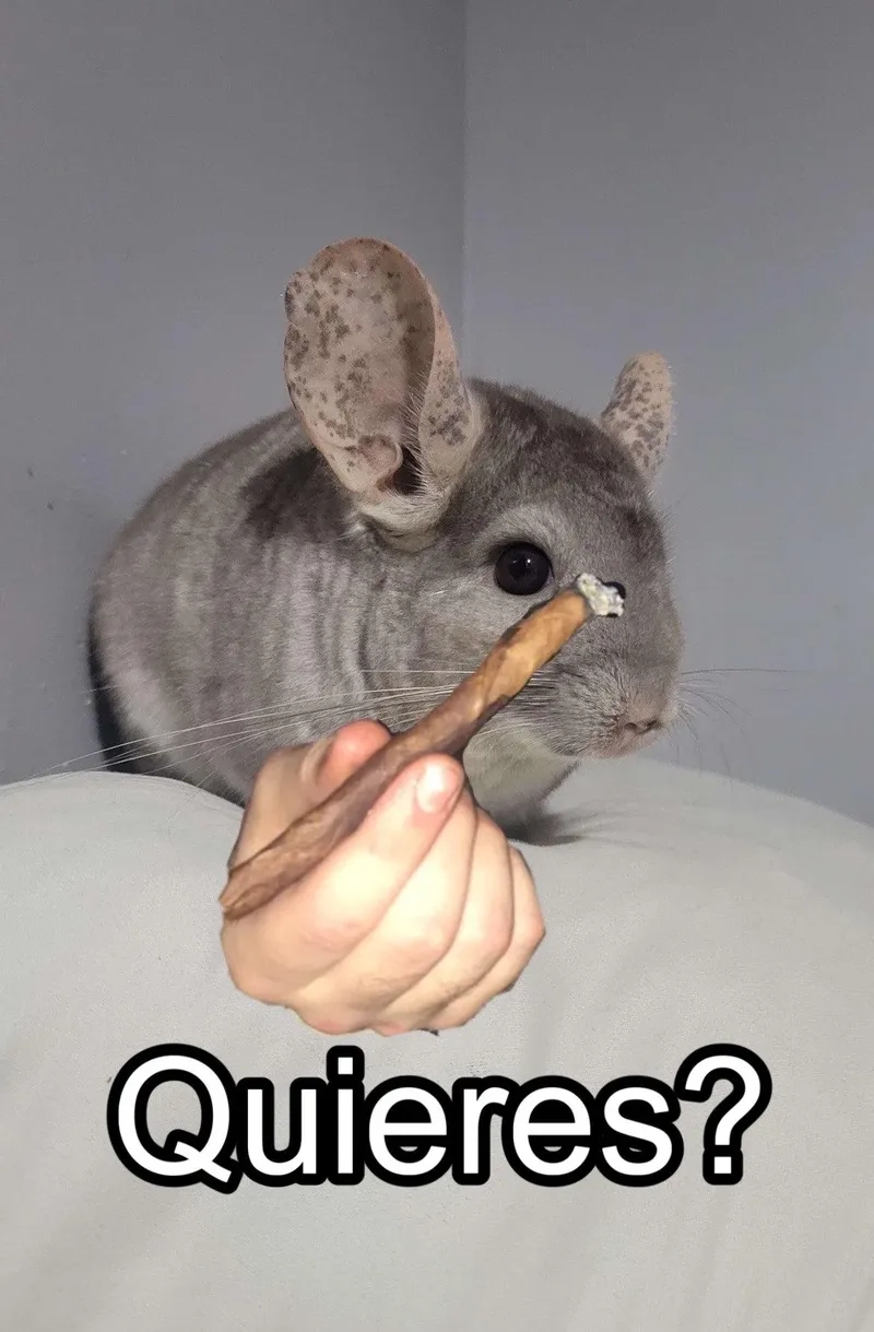 Xem ngay quieres hand meme khiến dân mạng phát cuồng