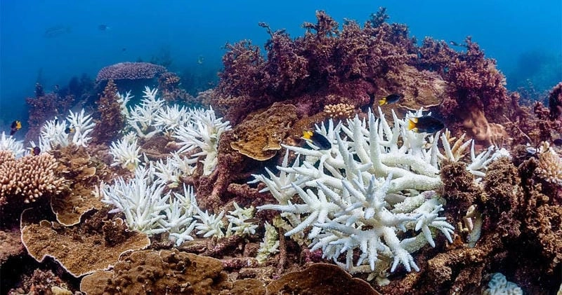 Tìm về rạn san hô Great Barrier thanh bình