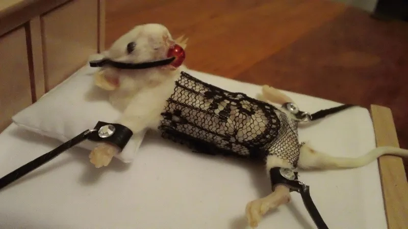 Trào lưu new york rat meme lan tỏa từ đường phố đến internet