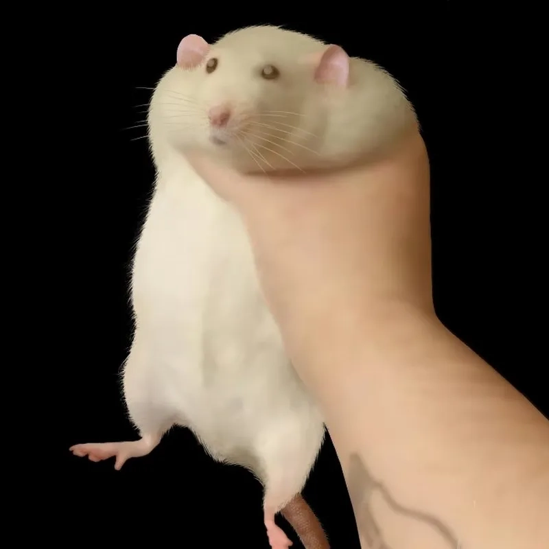 Cười vỡ bụng với giant rat meme đầy bất ngờ