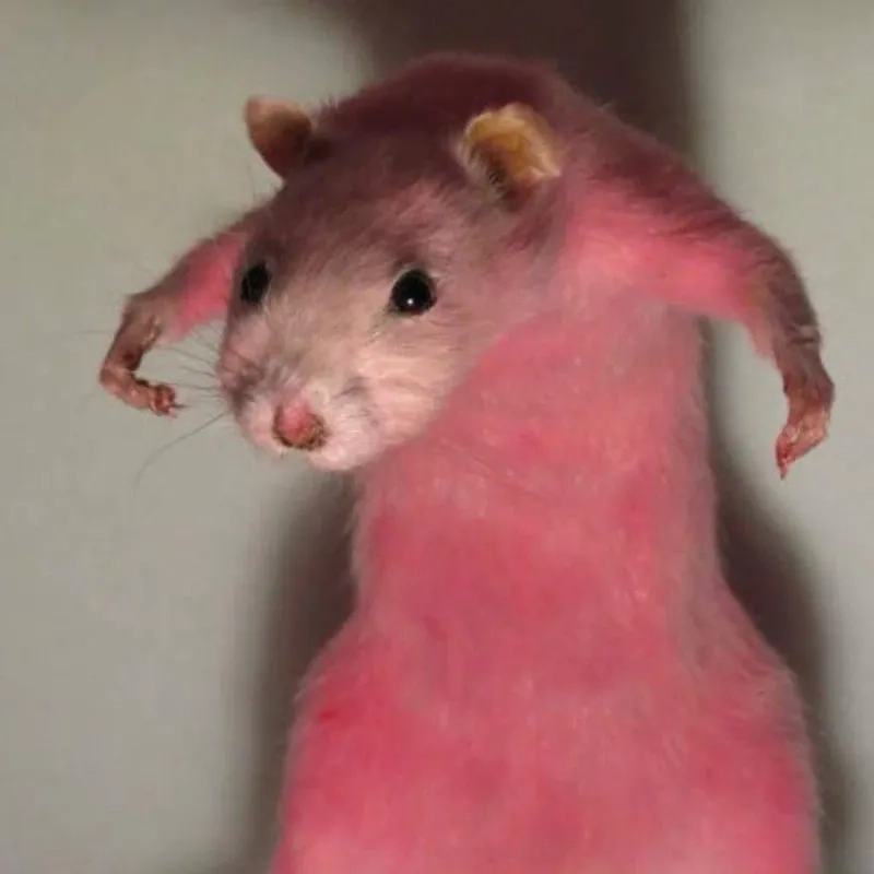 Sưu tập ngay bộ sưu tập funny rat meme hot nhất hôm nay