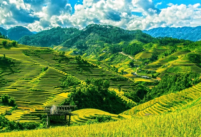 Chiêm ngưỡng ruộng bậc thang Sapa mùa lúa chín