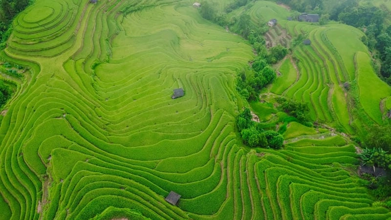 Lạc lối trong ruộng bậc thang Sapa thiên nhiên