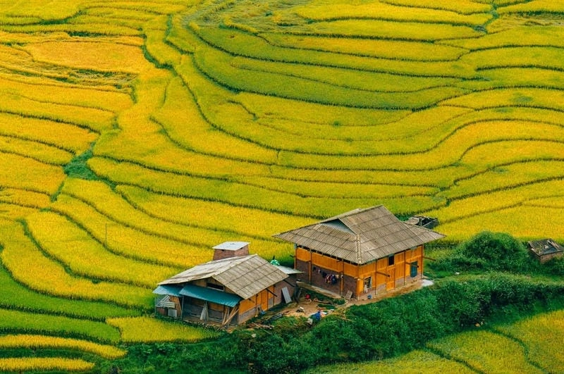 Khám phá lý do ruộng bậc thang Sapa có sức hút đặc biệt