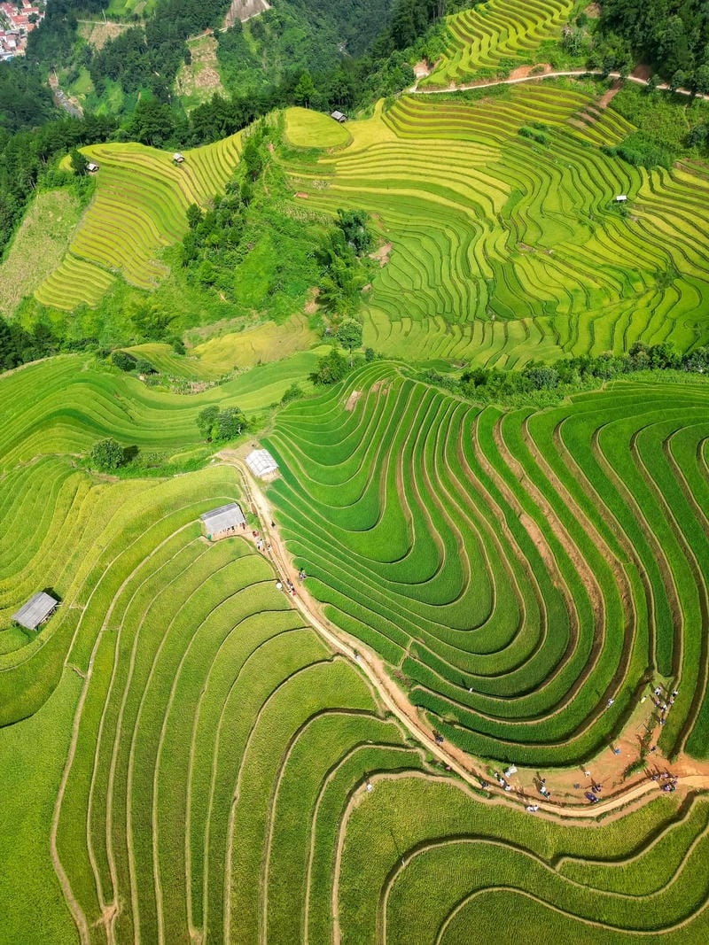 Tải ngay ruộng bậc thang Sapa tuyệt đẹp
