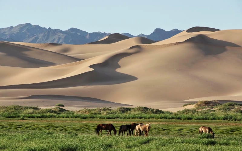 Săn những bức sa mạc Gobi huyền ảo