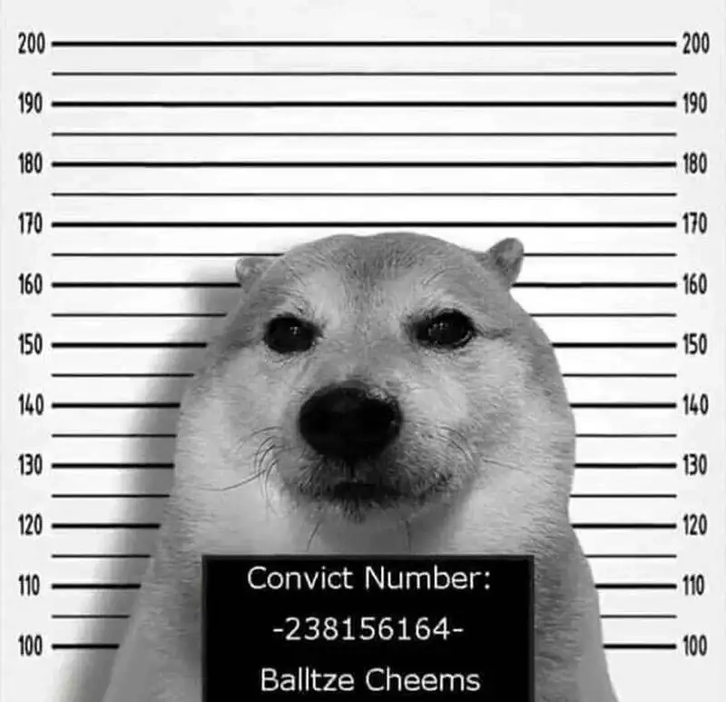 Cười bể bụng với ảnh meme chó shiba siêu đáng yêu