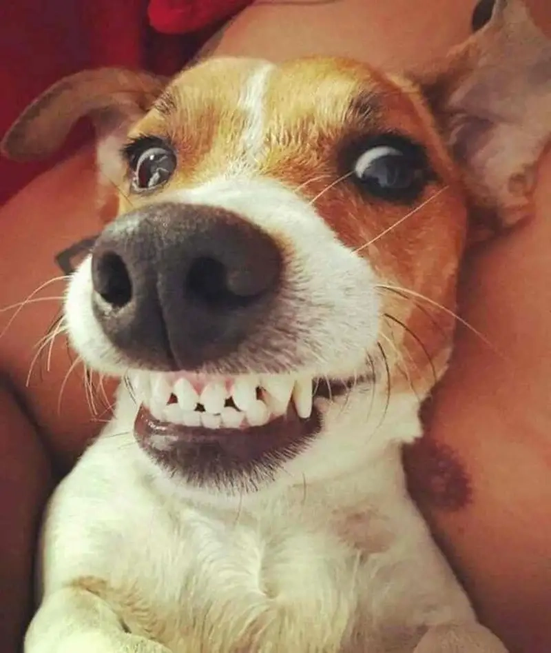 Hình ảnh dễ thương với ảnh chó shiba meme vui nhộn