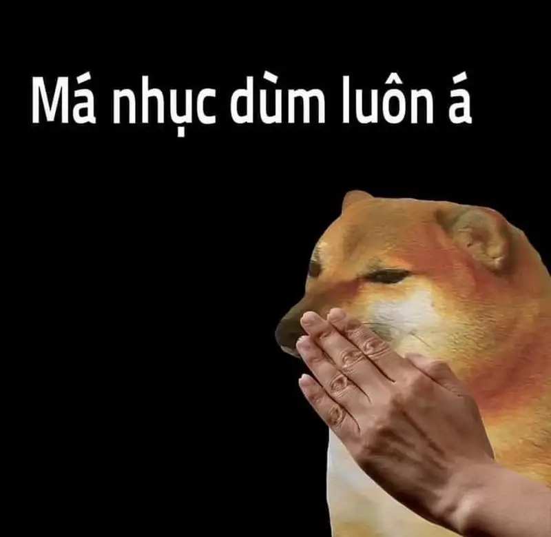 Sưu tầm hình ảnh chó shiba meme cho ngày thêm vui