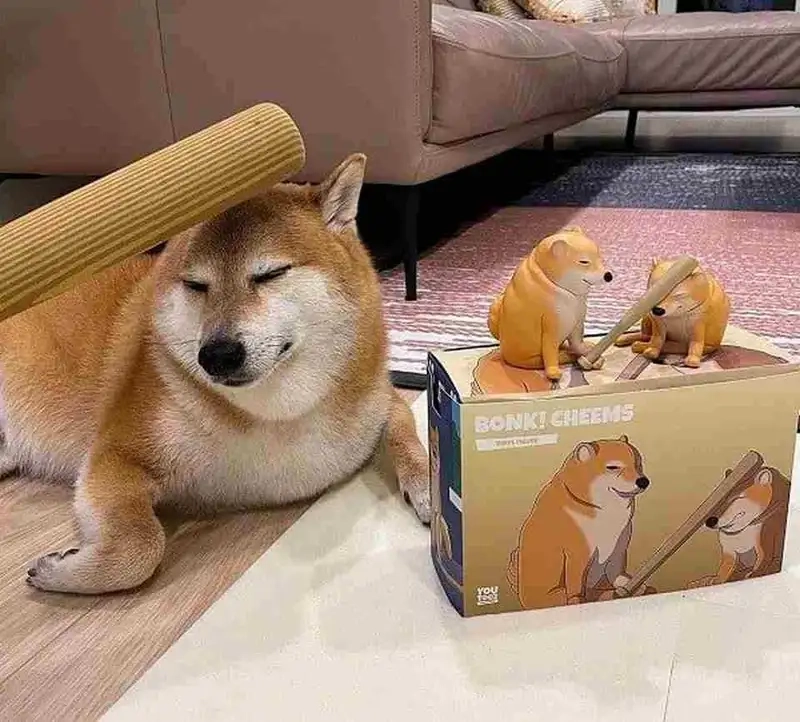 Trào lưu hot shiba cheems meme vietnam bạn không thể bỏ qua