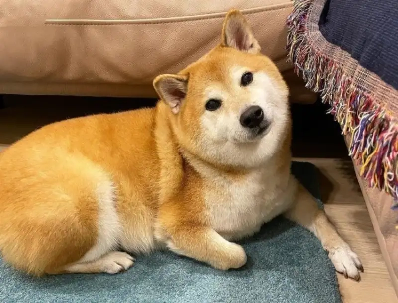 Trending hiện nay là meme shiba inu cực hài hước
