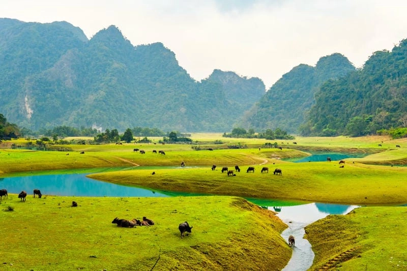 Sưu tầm những bức thảo nguyên lãng mạn