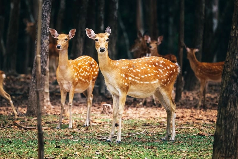 Tải ngay thiên nhiên hoang dã kỳ thú