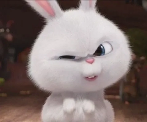 Thỏ Snowball meme là gì?